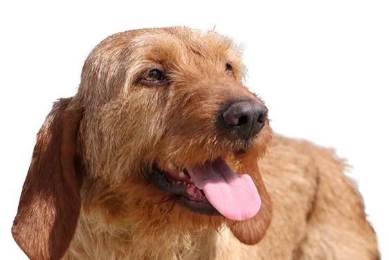 Alerte Disparition Chien croisement  Mâle , 2025 ans Barcugnan France